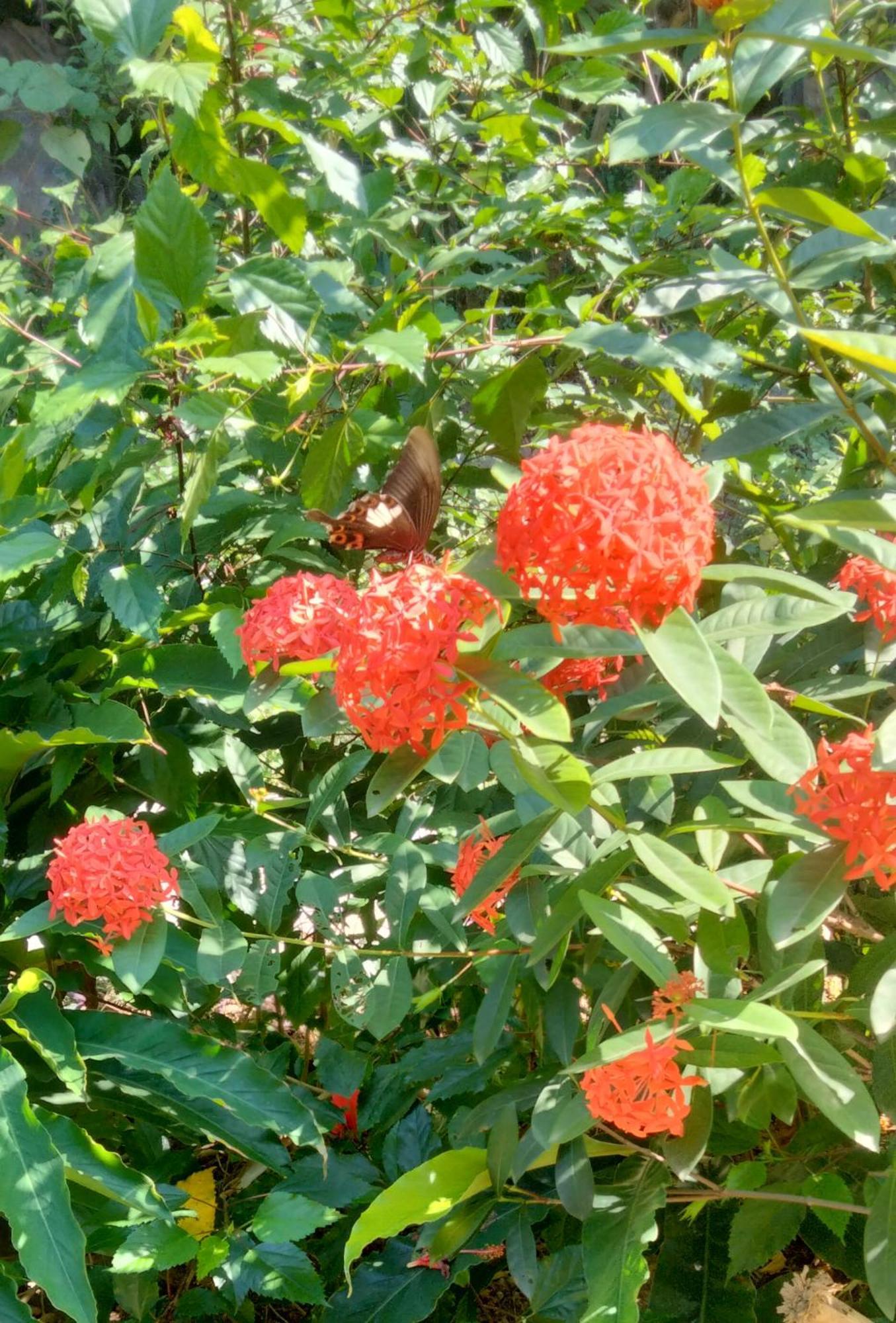 Hang Mua Eco Garden Xuan Son Kültér fotó