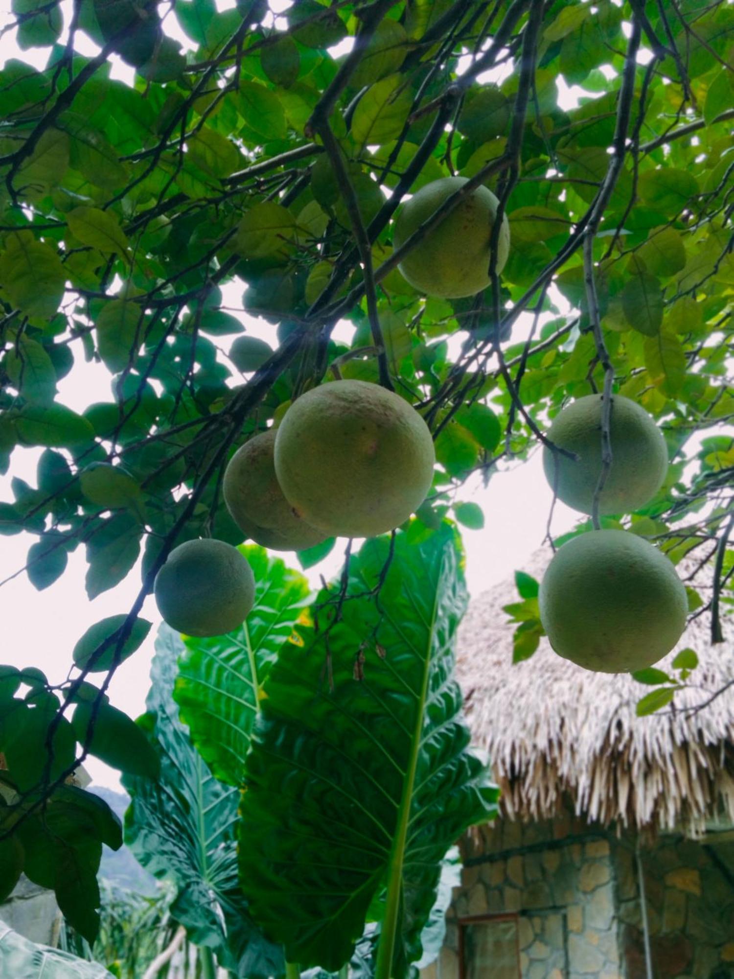 Hang Mua Eco Garden Xuan Son Kültér fotó