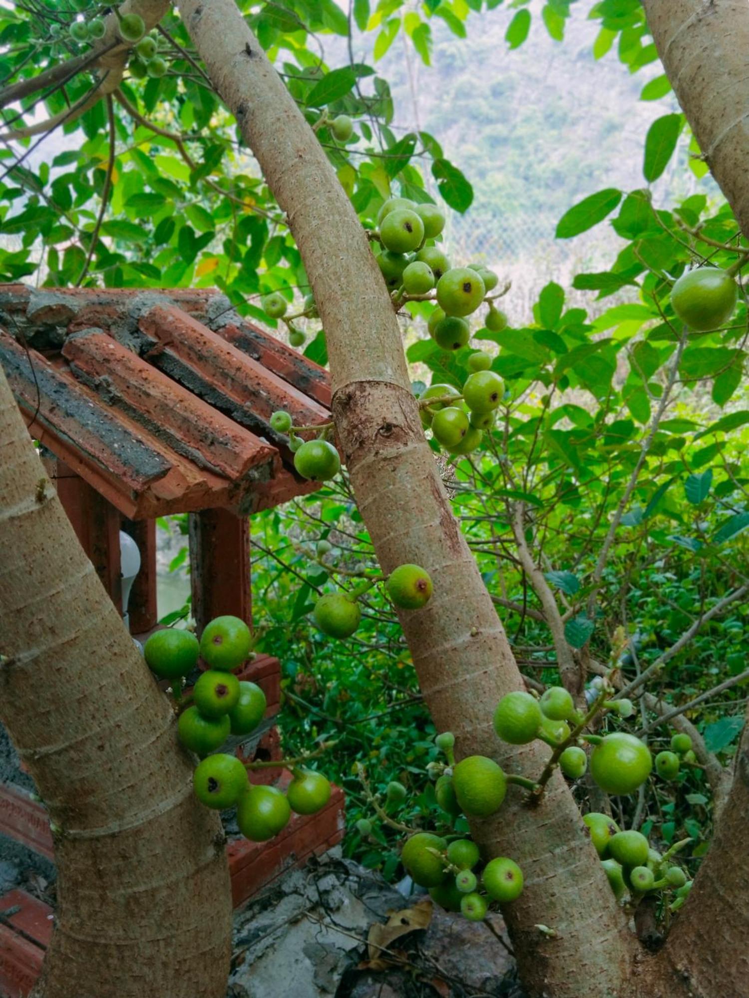 Hang Mua Eco Garden Xuan Son Kültér fotó