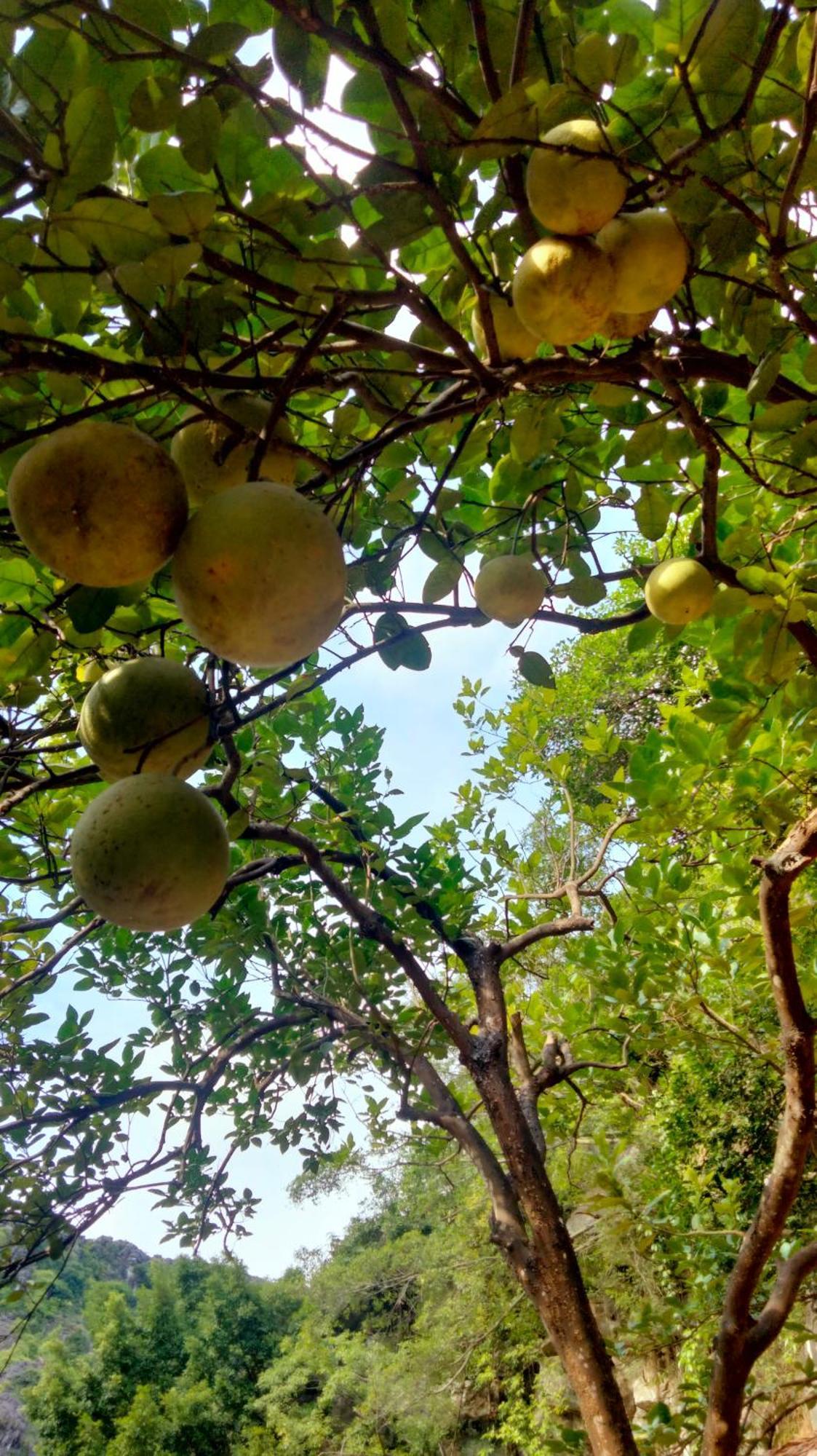 Hang Mua Eco Garden Xuan Son Kültér fotó